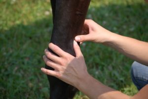 equine-massage